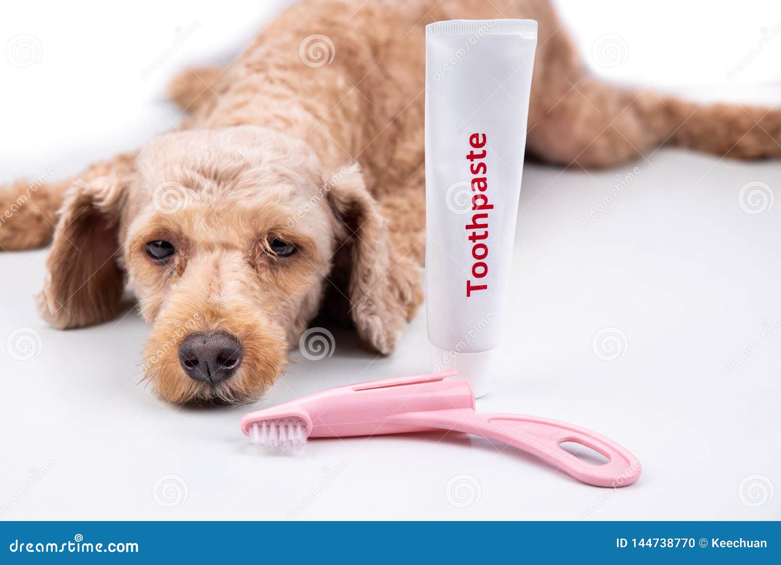 canine toothbrush and toothpaste