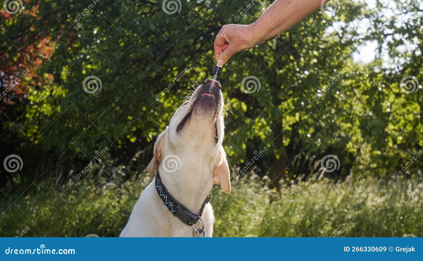 Labrador Dog Collars Prevent Licking Prevent Stock Photo 1130252594