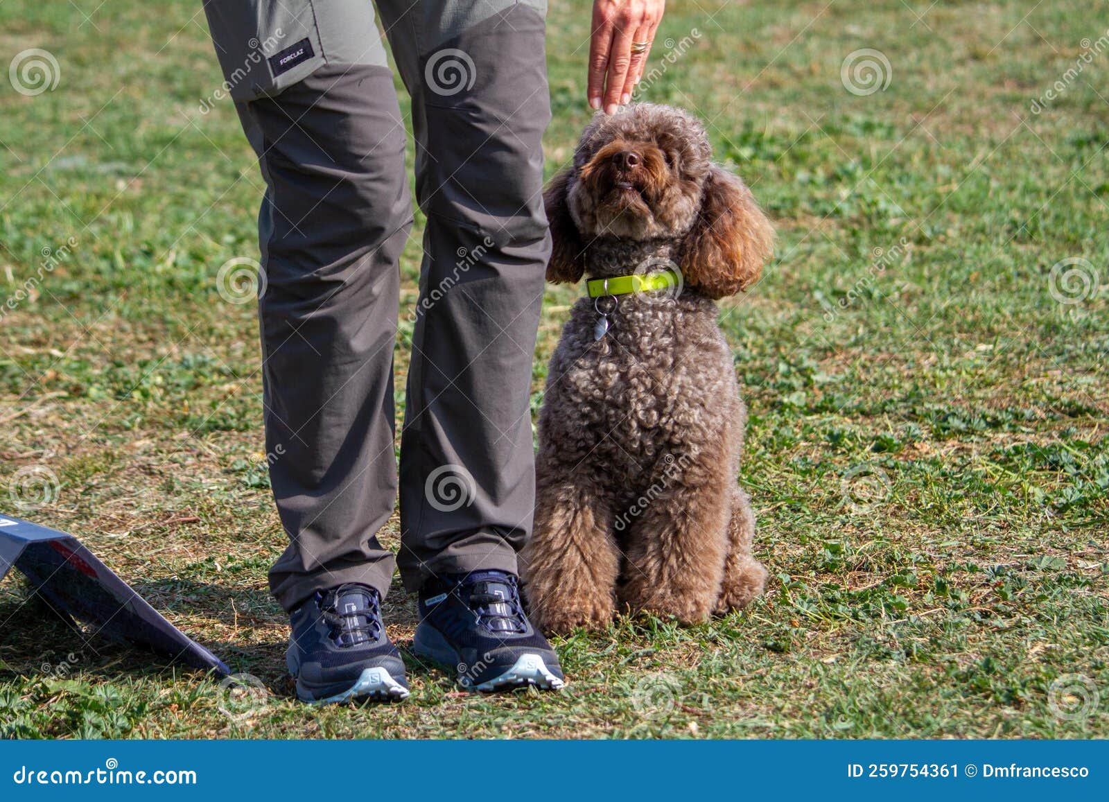 Pet Dogs Competitions of Skill and Obedience Editorial Photo Image of