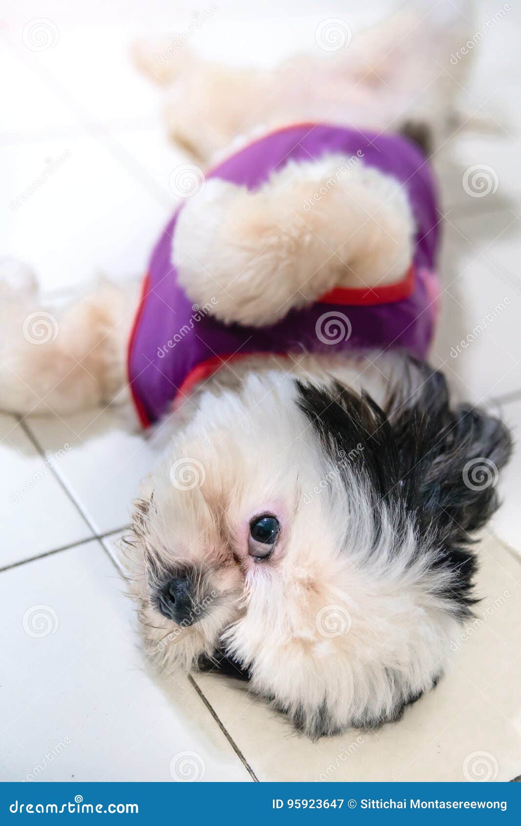 Pet Dogs are Cute and Playful. Stock Image Image of happy, camera