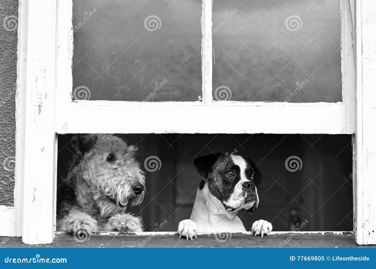 pet dogs waiting, watching with separation anxiety for return of owner