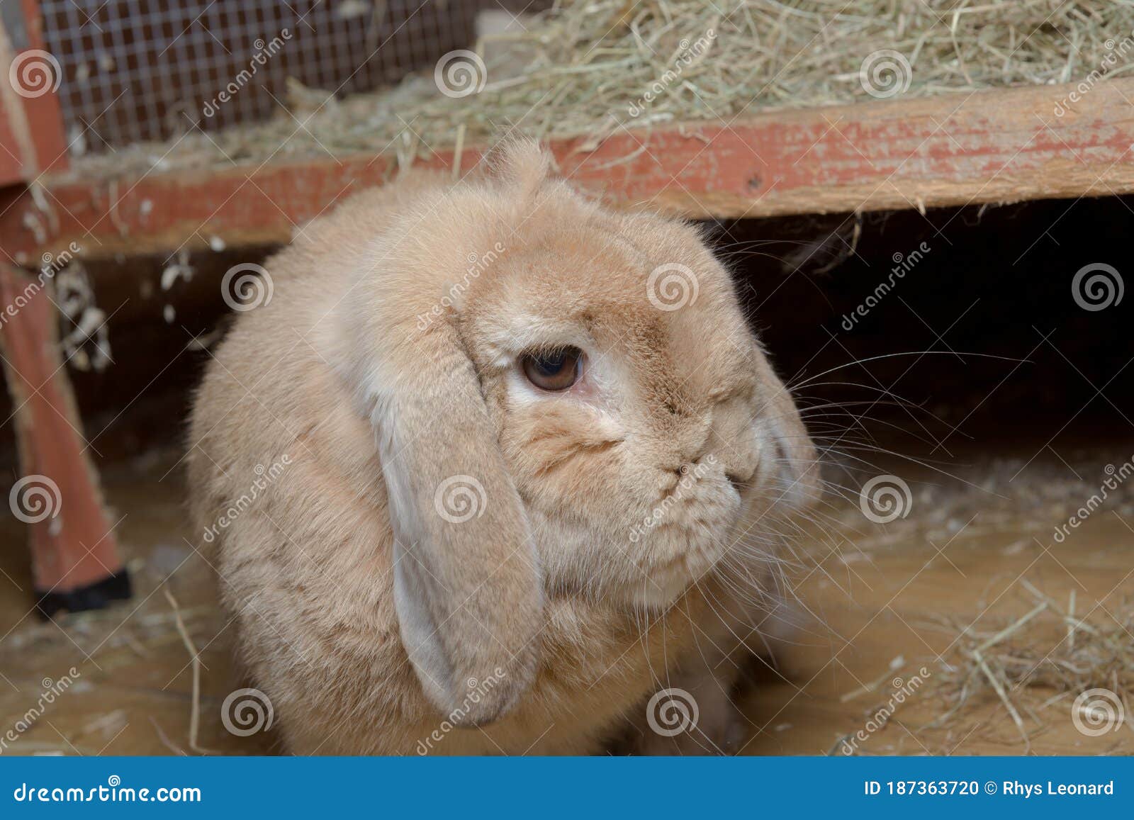 mini lop rabbit hutch