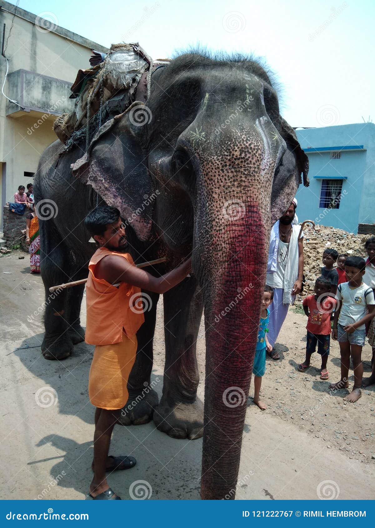 Pet Elephant editorial photography. Image of elefant 121222767