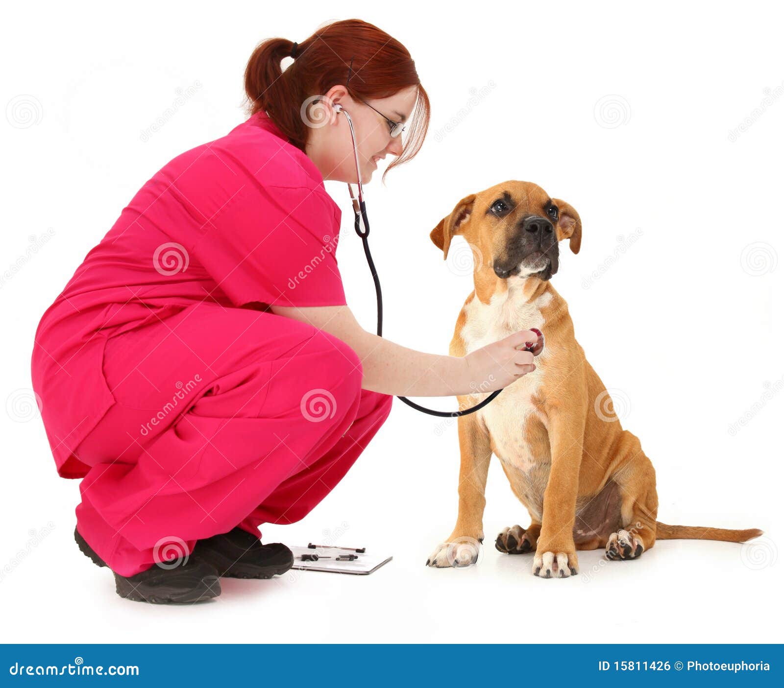 Pet Exam Royalty Free Stock Image - Image: 15811426
