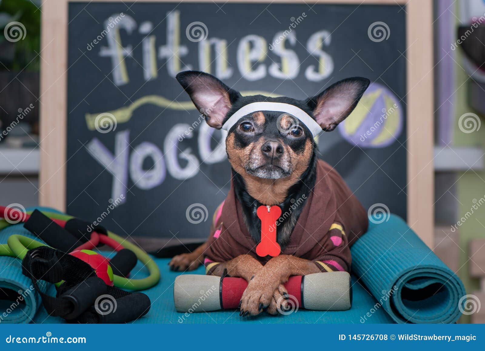 60,326 Funny Training Stock Photos - Free & Royalty-Free Stock Photos from  Dreamstime