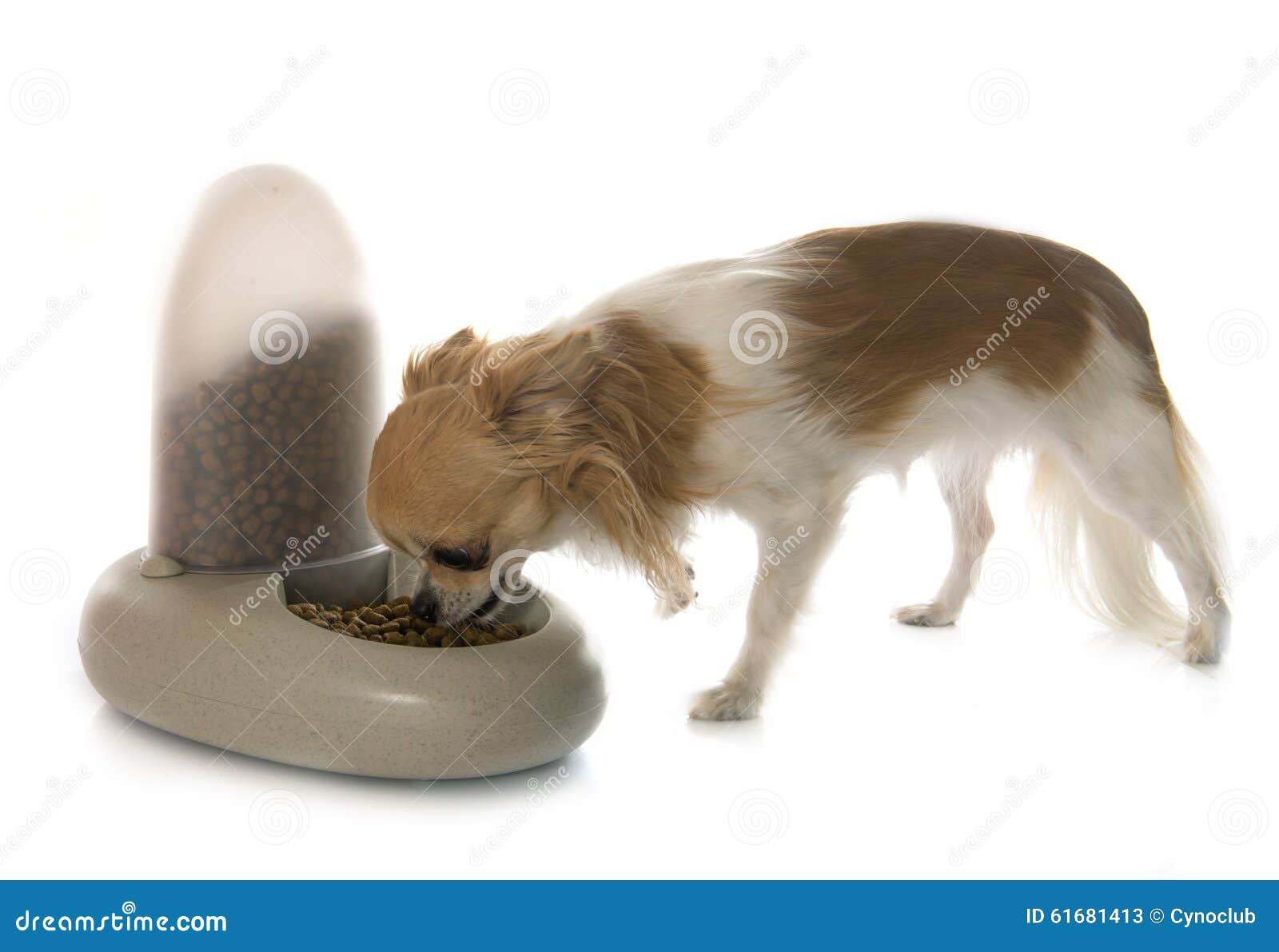 Pet food distributor stock image. Image of equipment 61681413