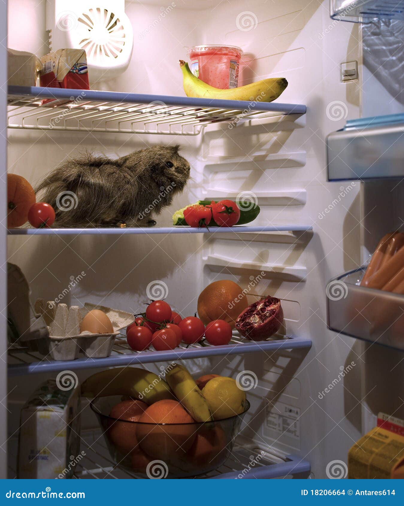 Pet in the fridge stock photo. Image of cucumber, banana 18206664