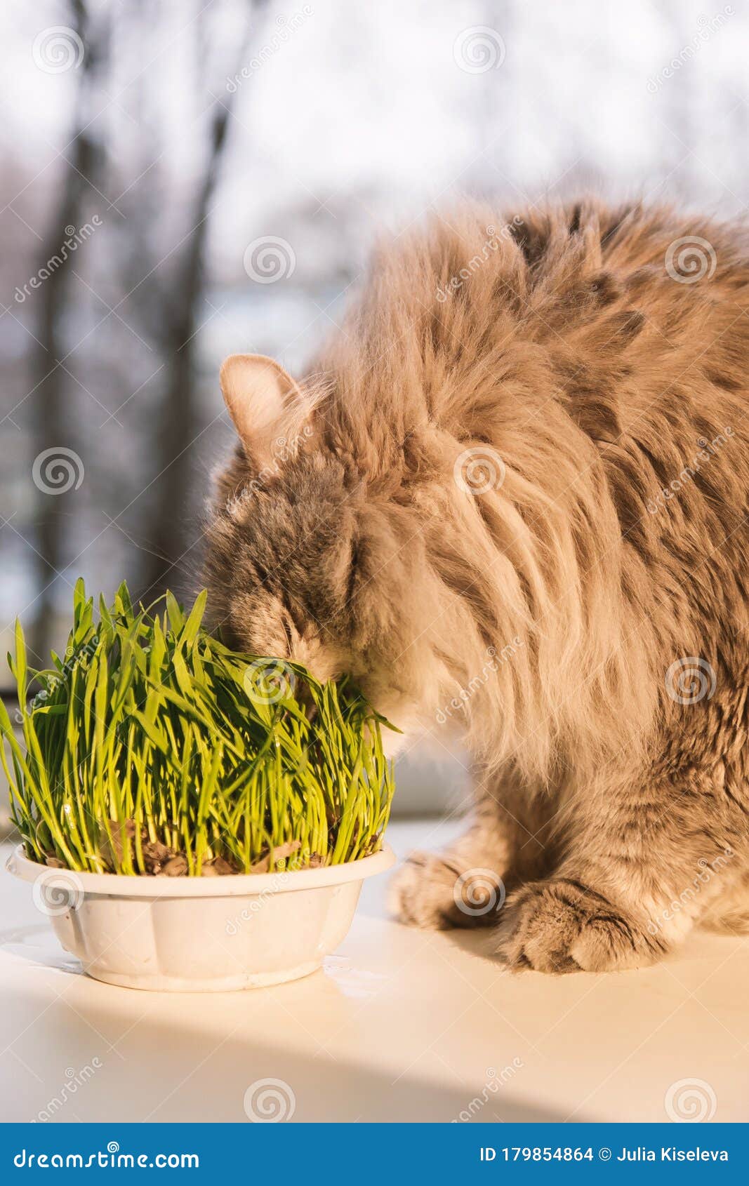 Pet Grass, Cat Grass. Cat is Eating a Cat Grass. Stock Photo Image of