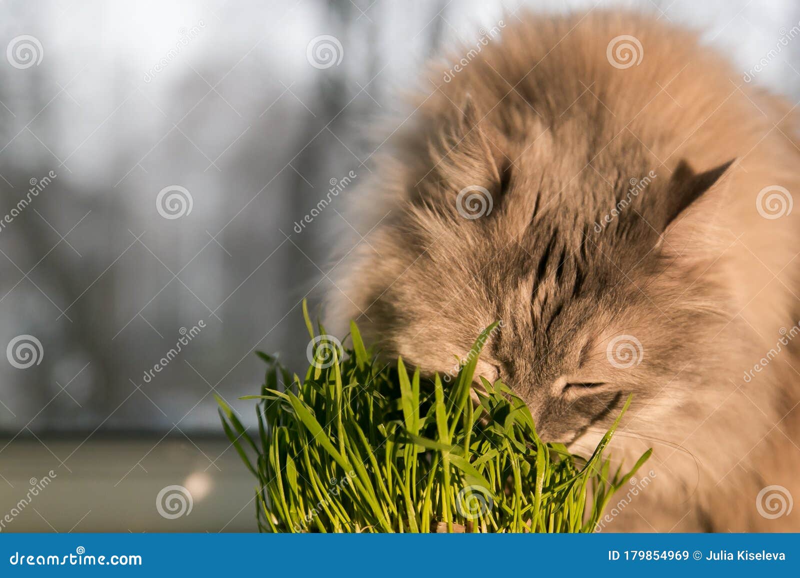 Pet Grass, Cat Grass. Cat is Eating a Cat Grass. Stock Image Image of
