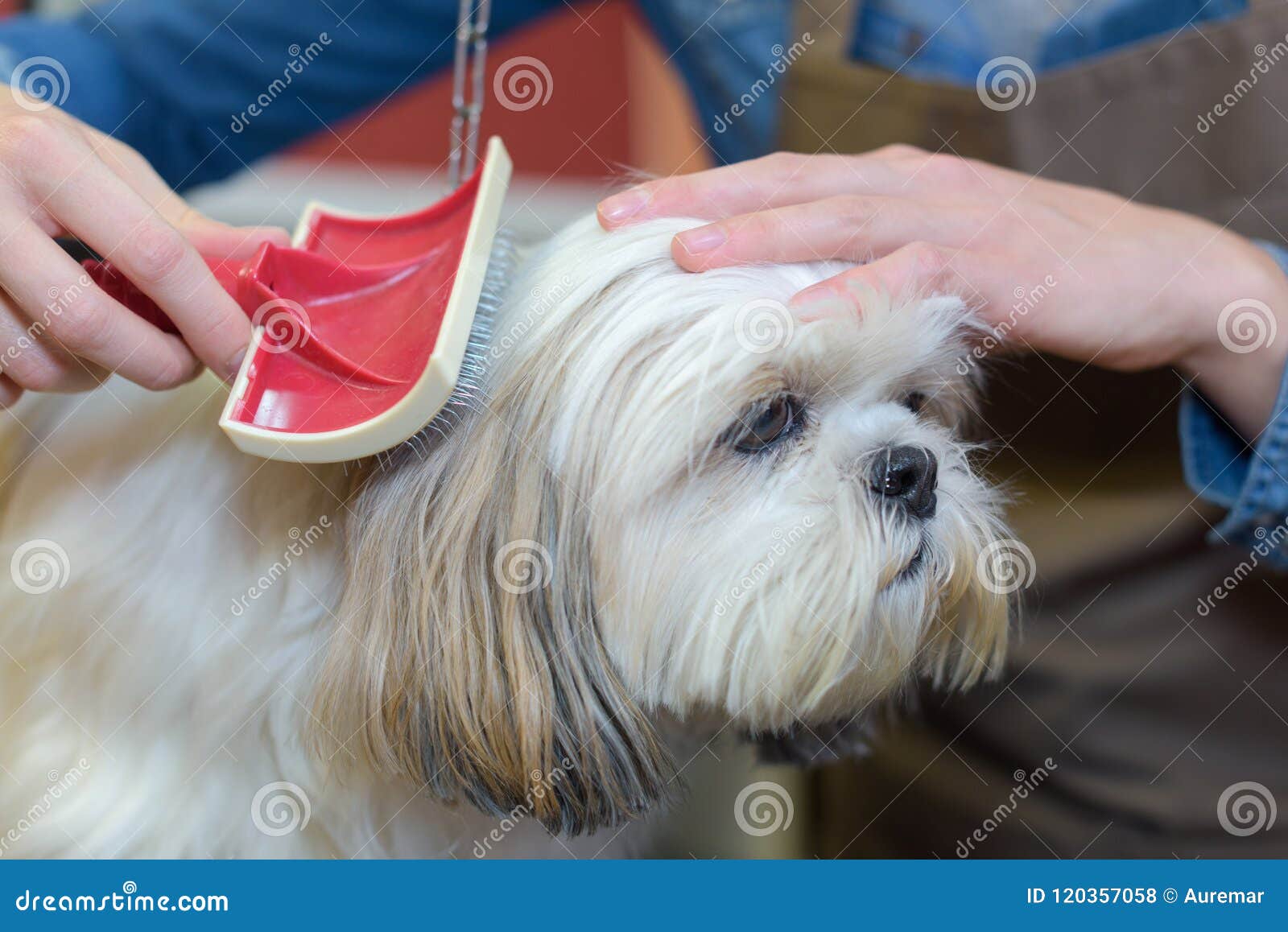 Pet groomer brushing dog stock photo. Image of hygiene 120357058