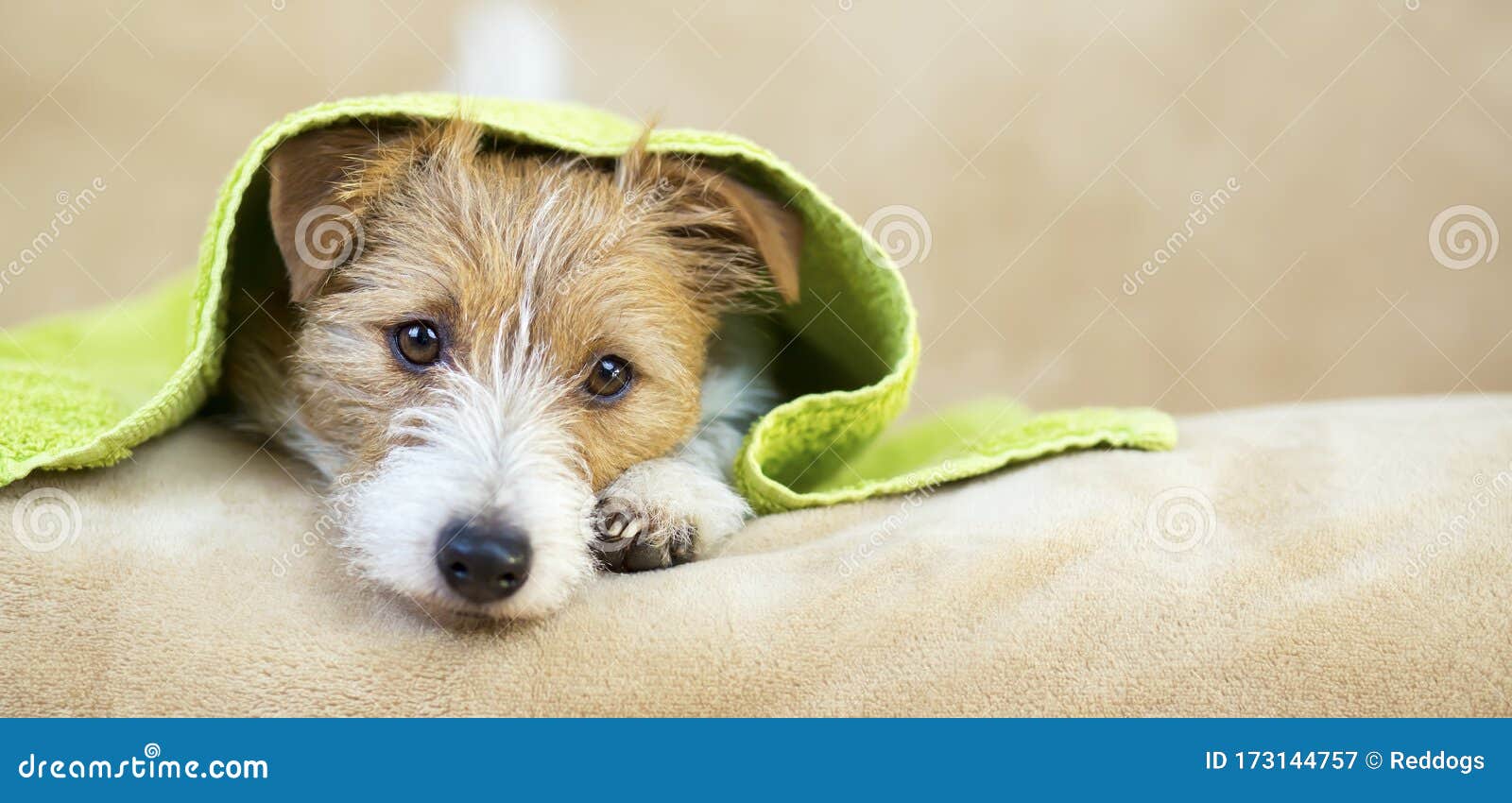 pet grooming concept, web banner of a furry happy dog puppy with towel
