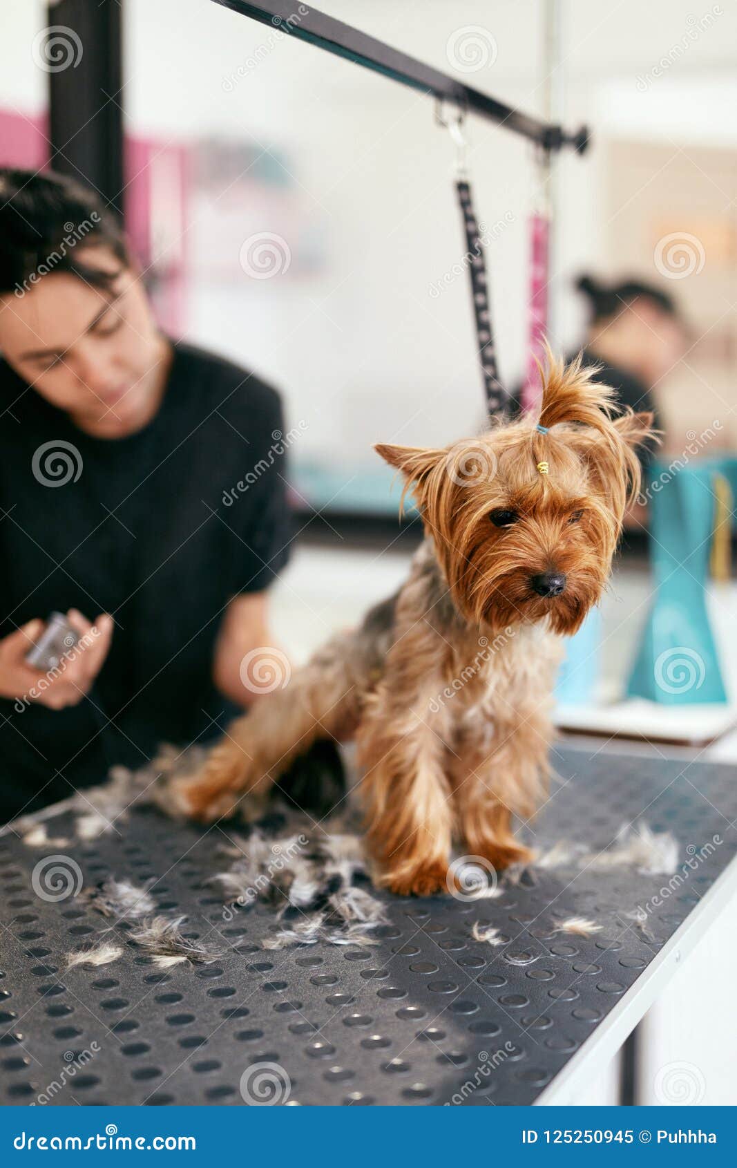 salon puppy