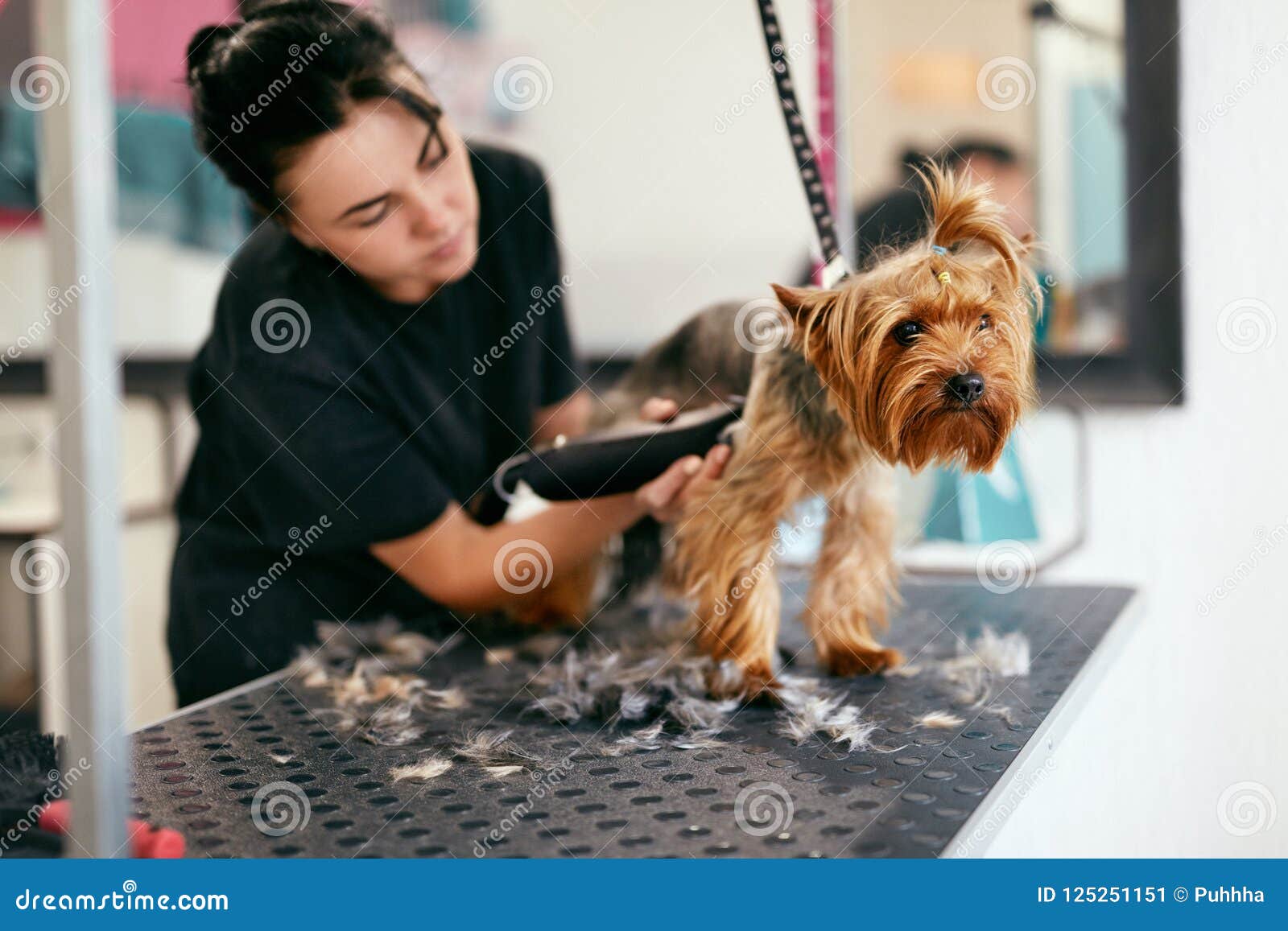 salon puppy