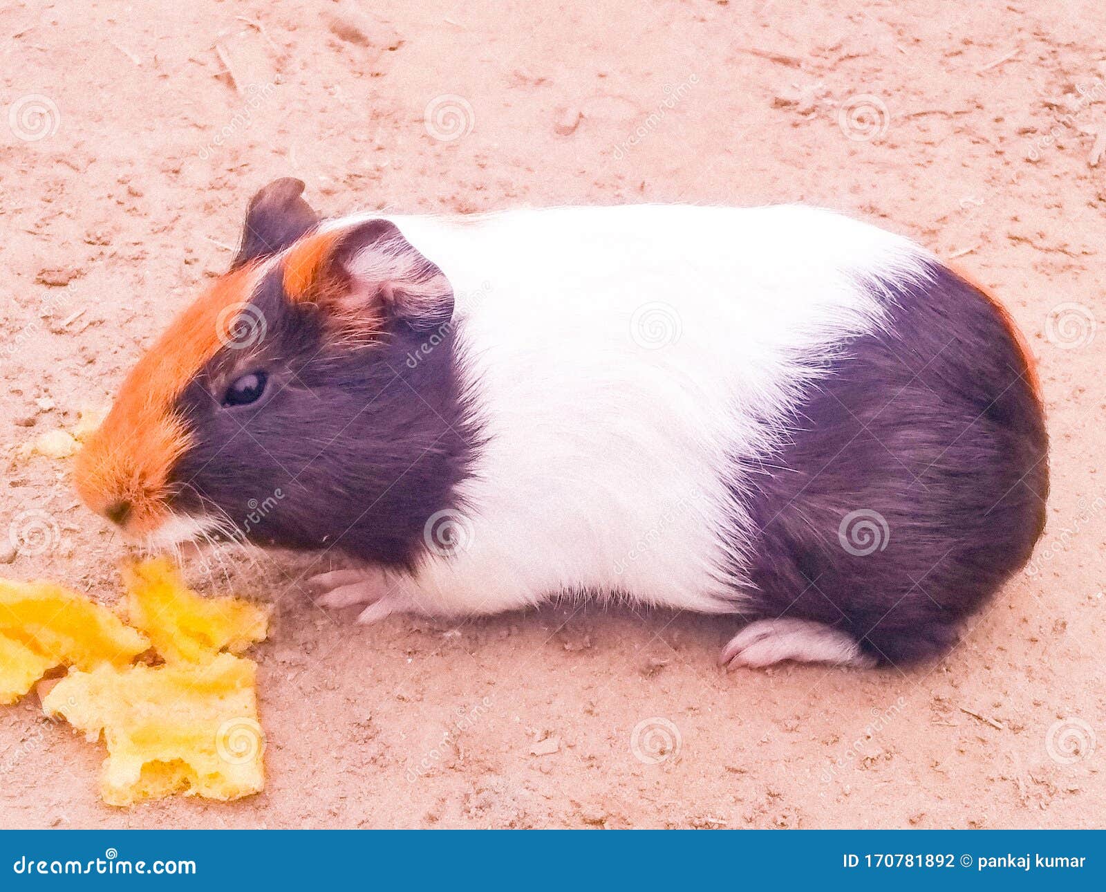 A Tricolor Guinea Pig Sit on Floor Stock Photo Image of eating