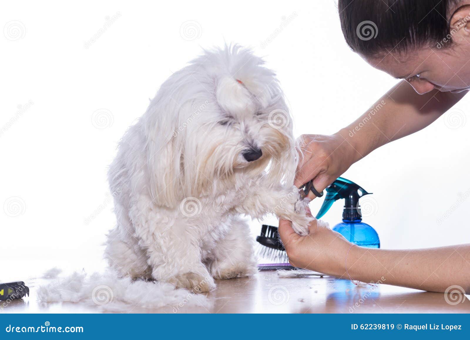 Pet Haircut Stock Image Image Of Hairdo Best Breed