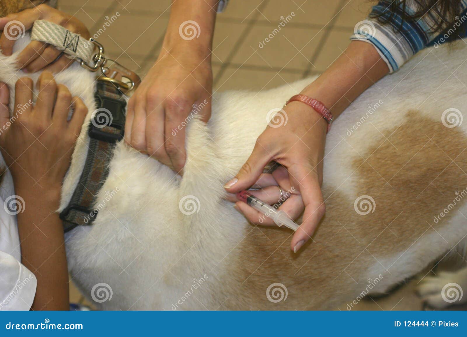 pet immunizations