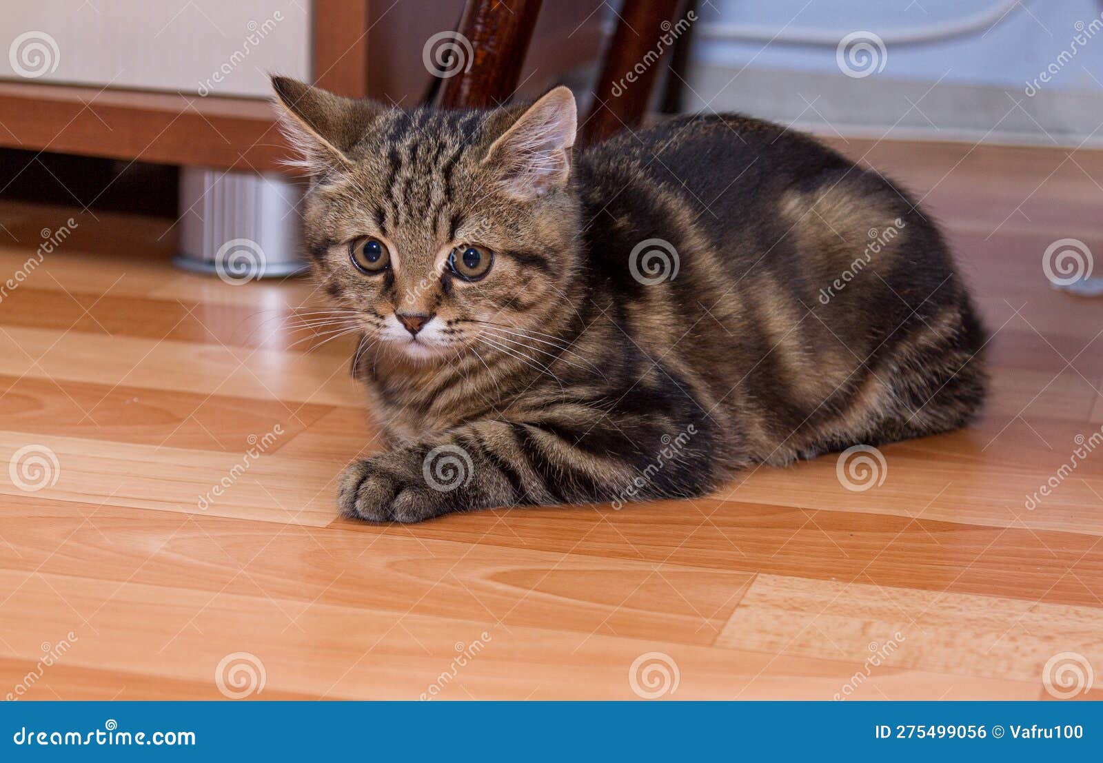 Kitten in the Interior.Beautiful Kitten in the Apartment Stock Photo