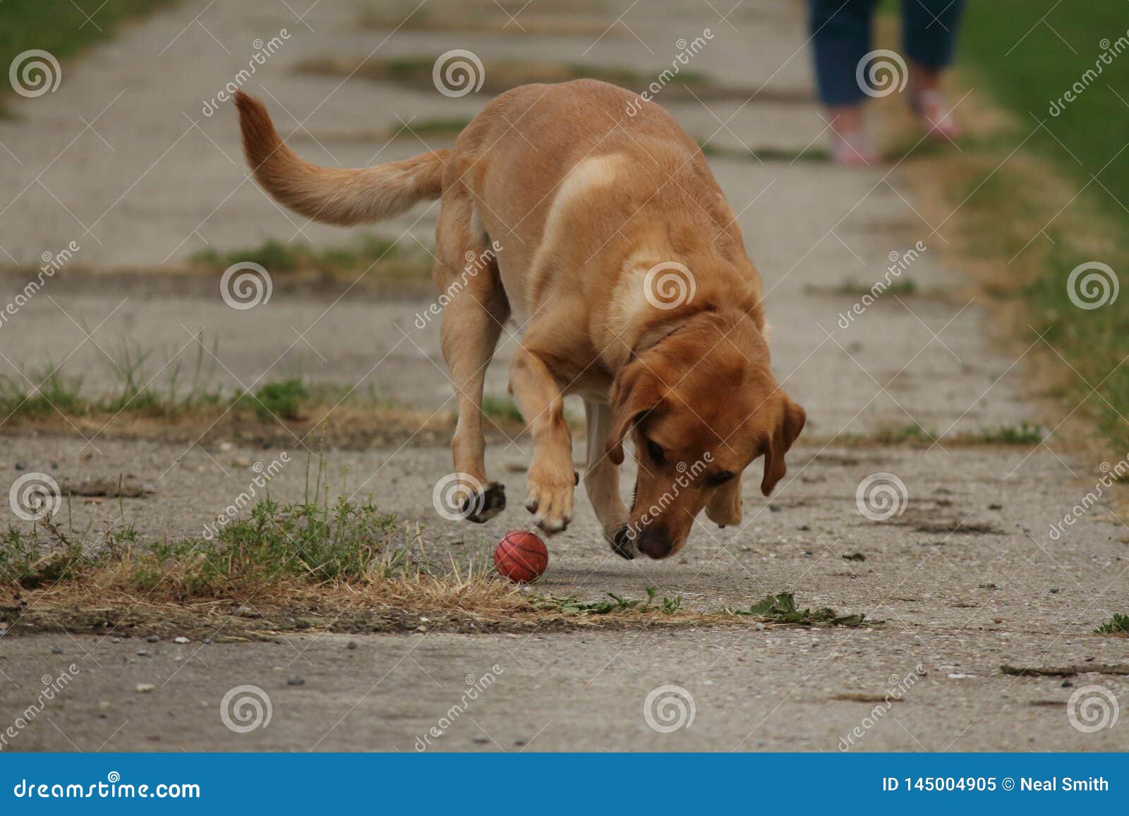 Fetch! Doggy Playtime stock image. Image of movement 145004905