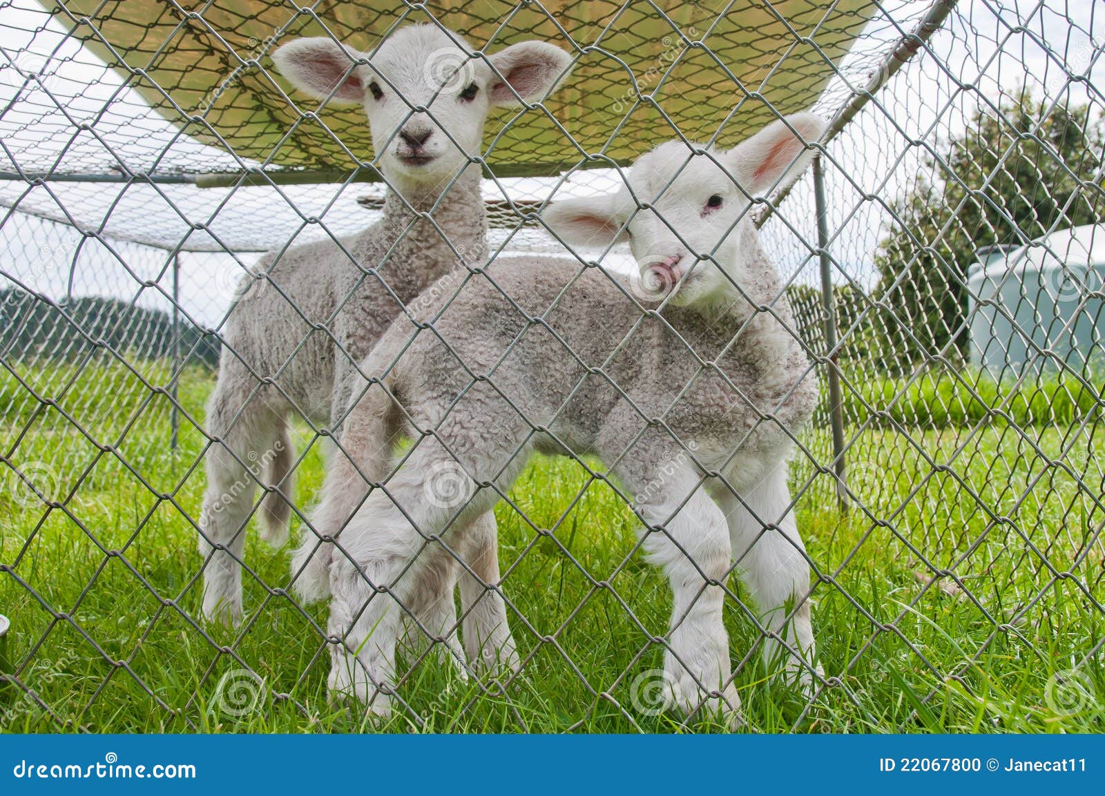 Pet lambs stock photo. Image of domestic, cage, cute 22067800