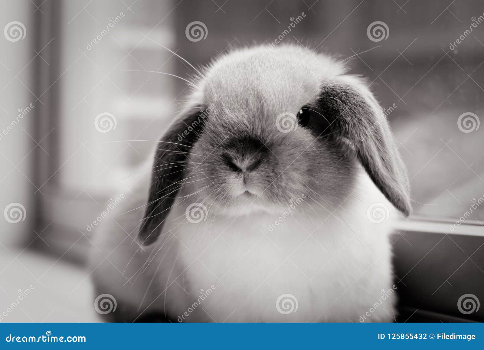 gray mini lop