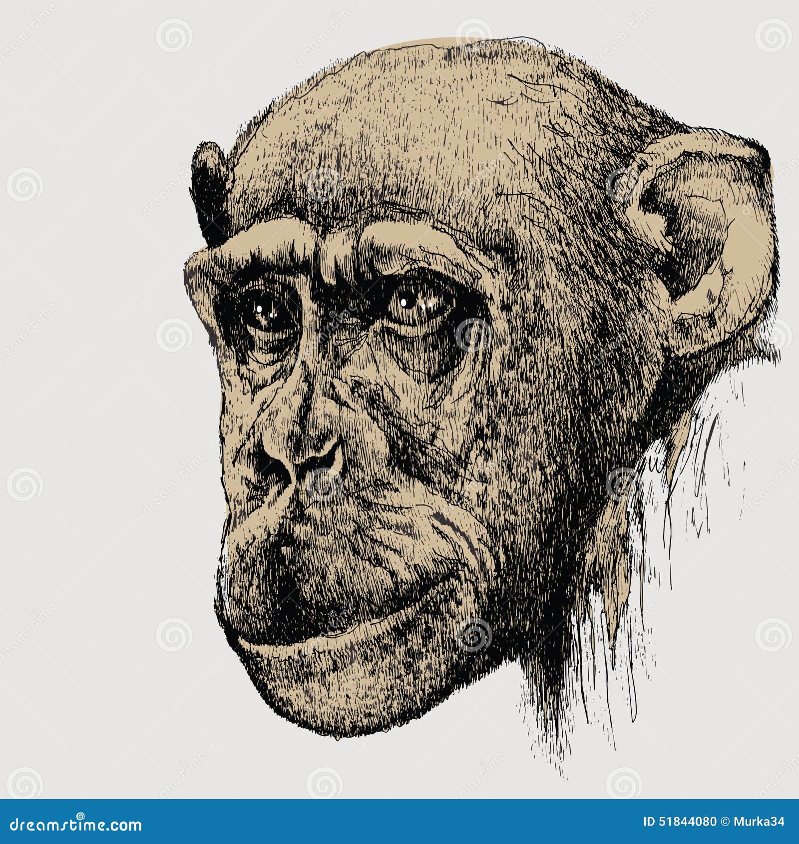 chimpanzee hand drawn chimpanzee hand drawn