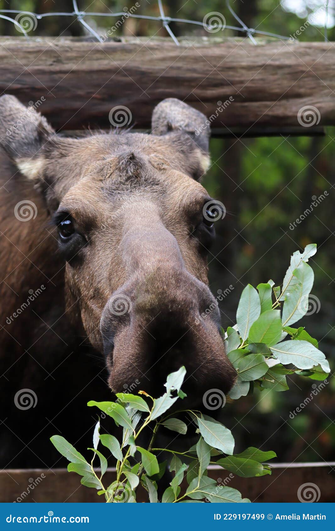 A Pet Moose Comes To Eat Tree Branches Stock Image Image of cows