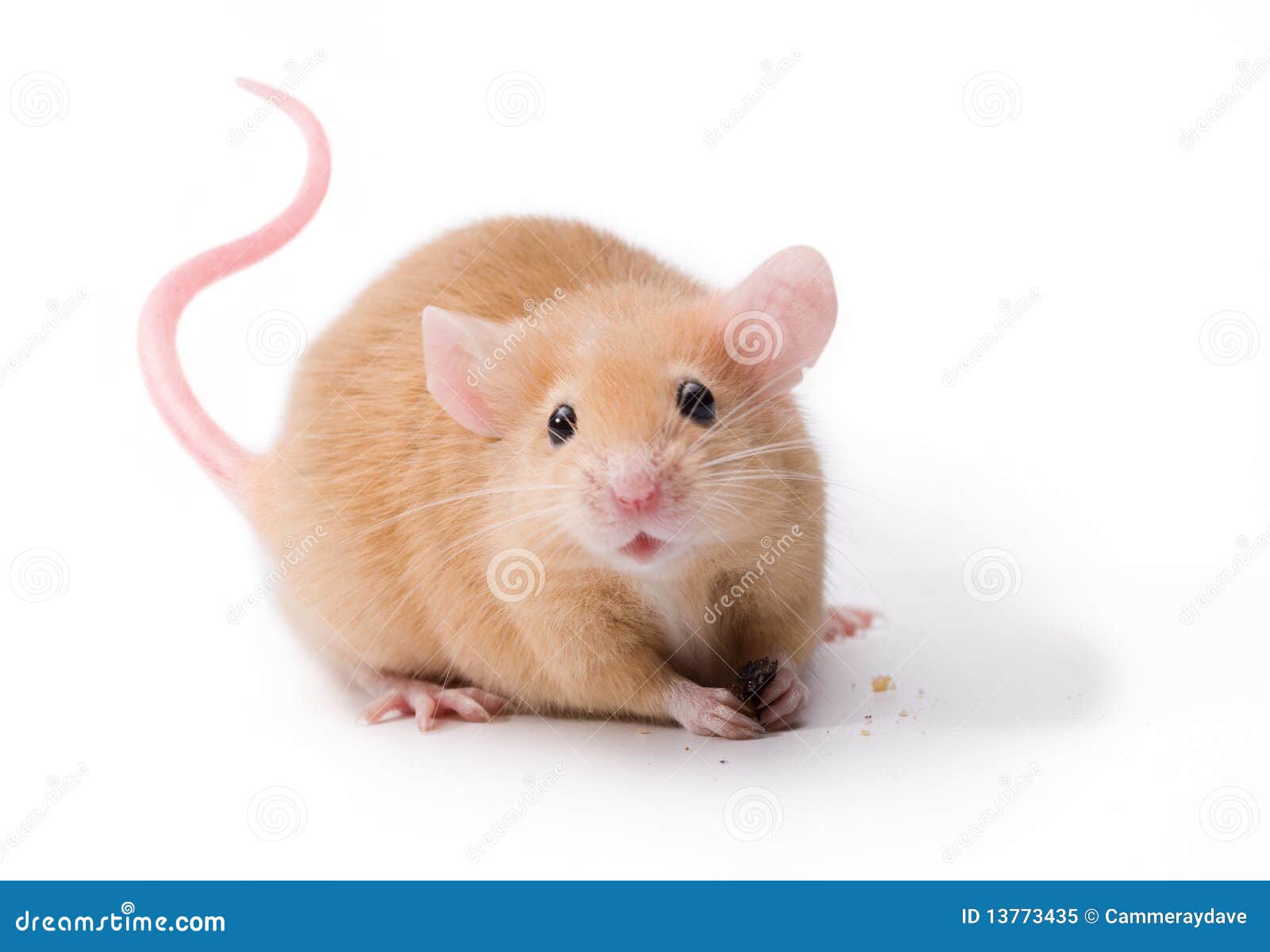 Pet Mouse Rodent Animal stock image. Image of mammal - 13773435