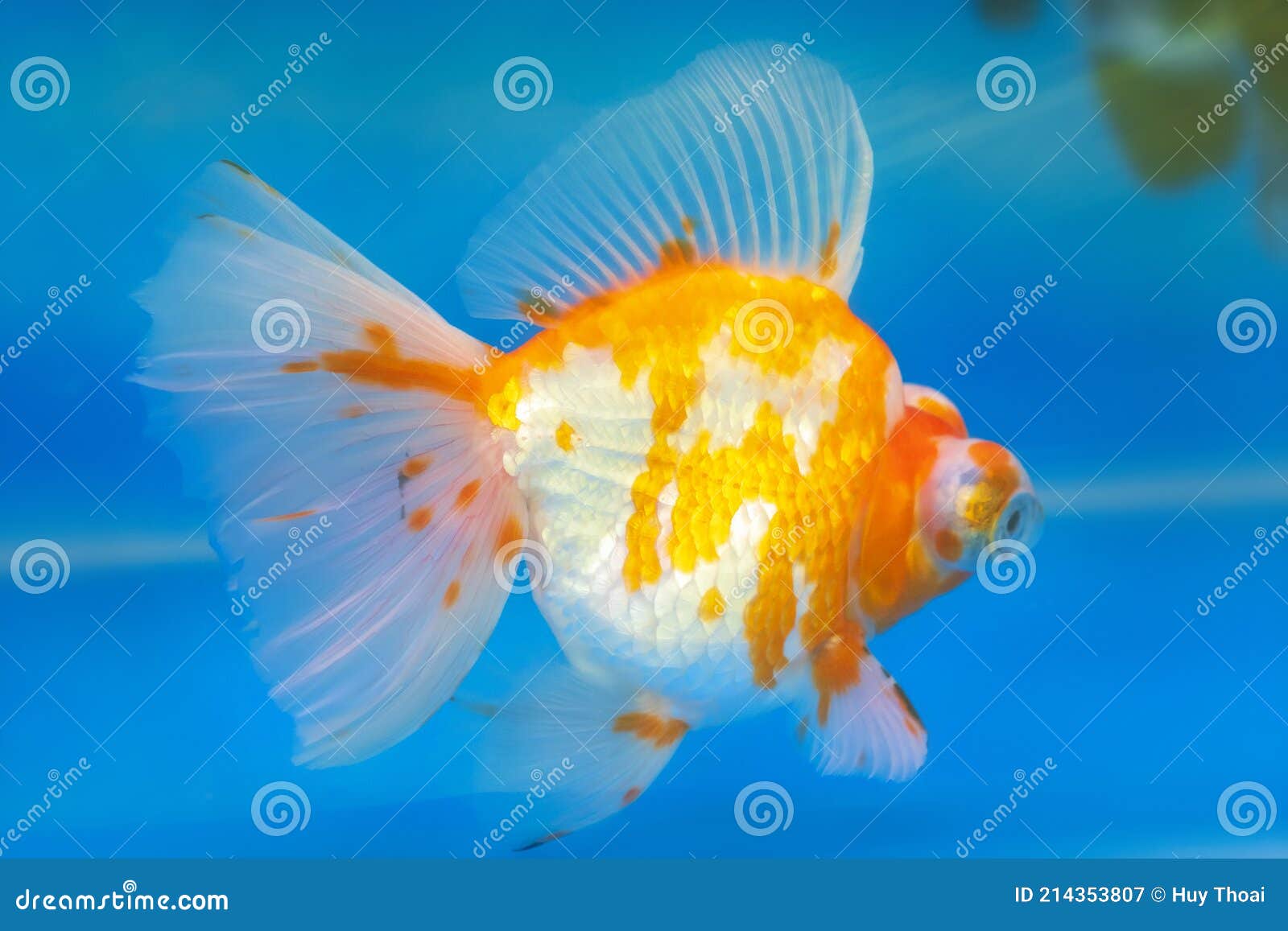 Lionhead Goldfish Ranchu Tank Stock Photos - Free & Royalty-Free