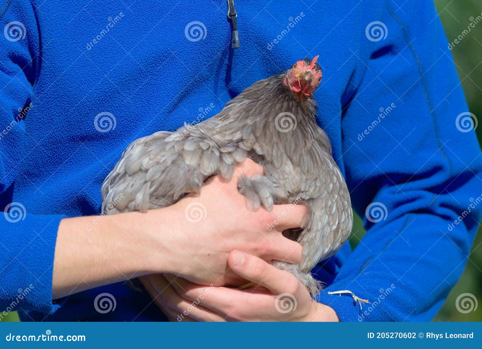Pet Chicken Pulls Funny Face As she is Held by Owner in Sunshine Stock  Photo - Image of detail, daylight: 205270602
