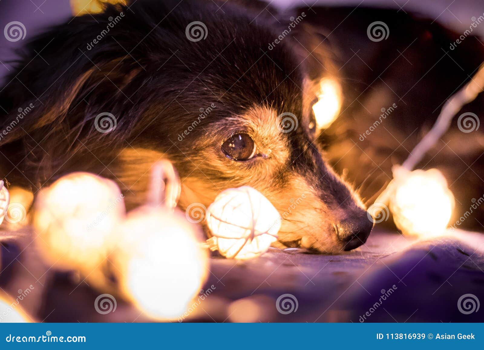 Dog Fairy Lights stock image. Image of blurred, resting - 113816939 Dog Fairy Lights stock image. Image of blurred, resting - 113816939