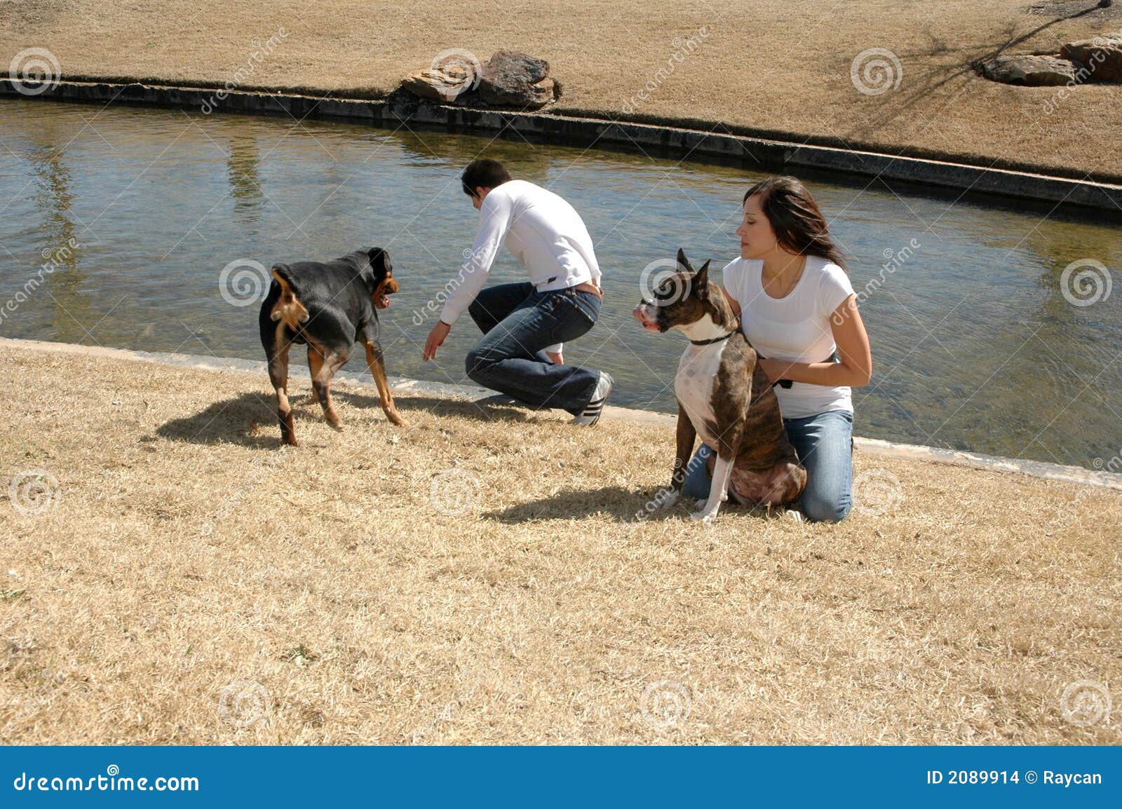 Pet Playtime stock photo. Image of breed, animal, canine - 2089914