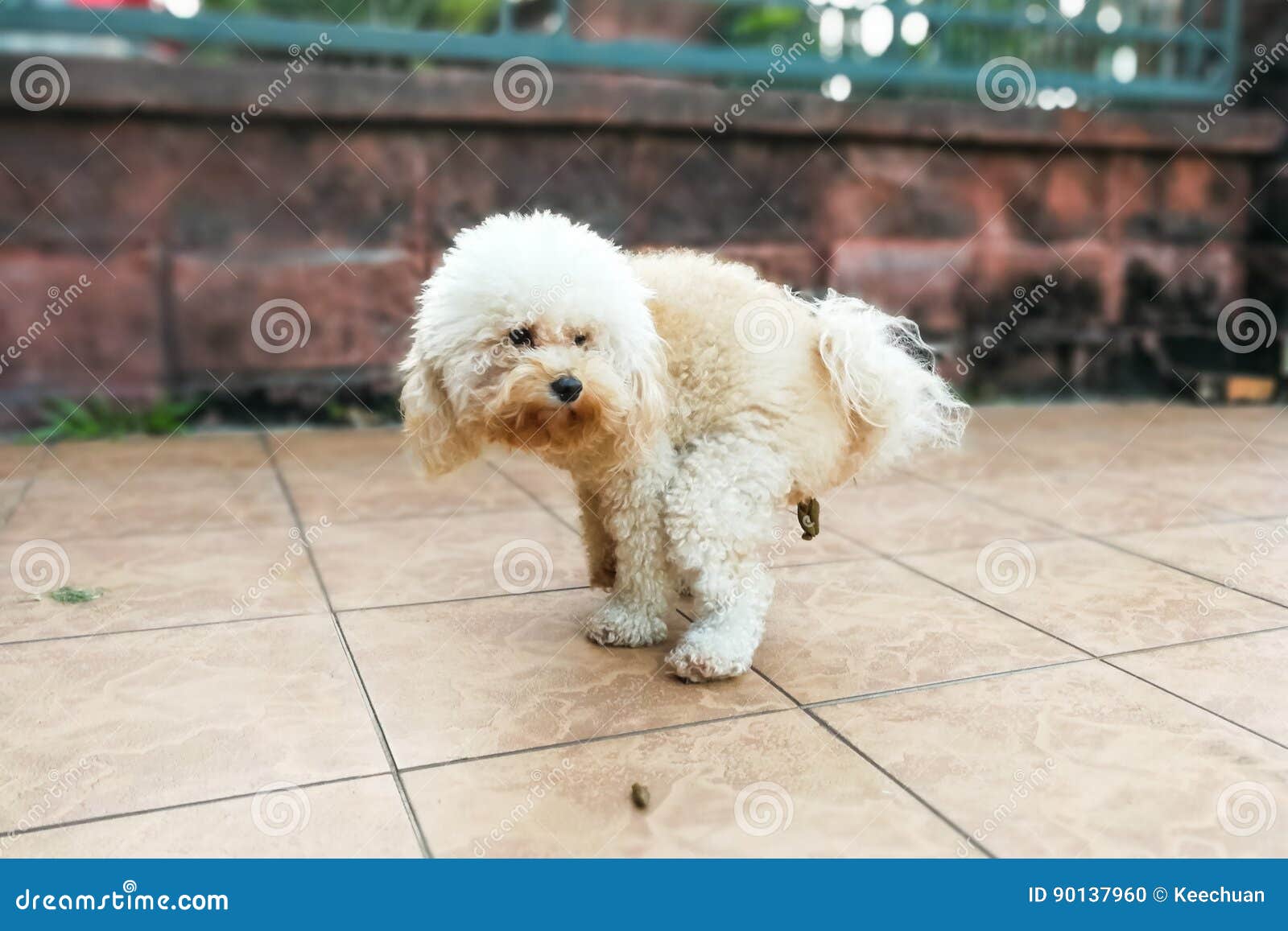 dog keeps pooping in house same spot