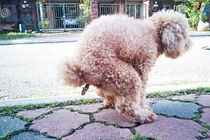 Dog Pooping Stock Photography CartoonDealer 198867092