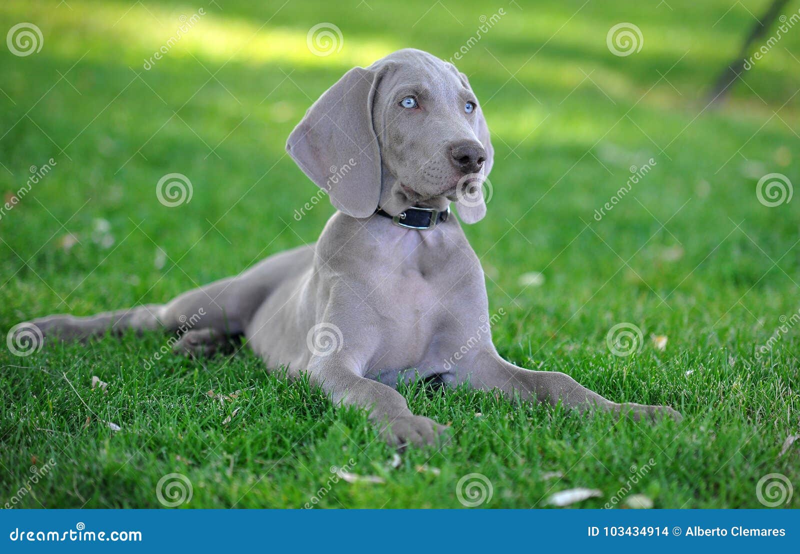 Pet stock photo. Image of grass, green, puppy, mammal 103434914