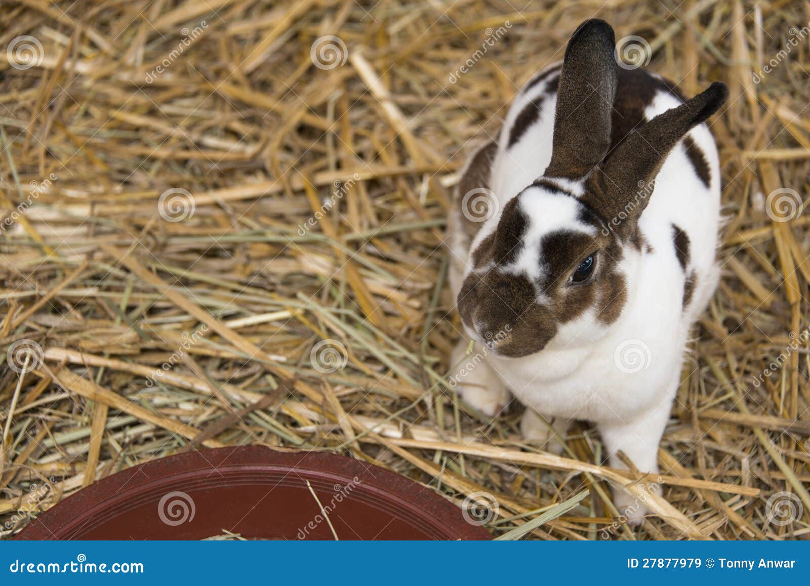 pet rabbit