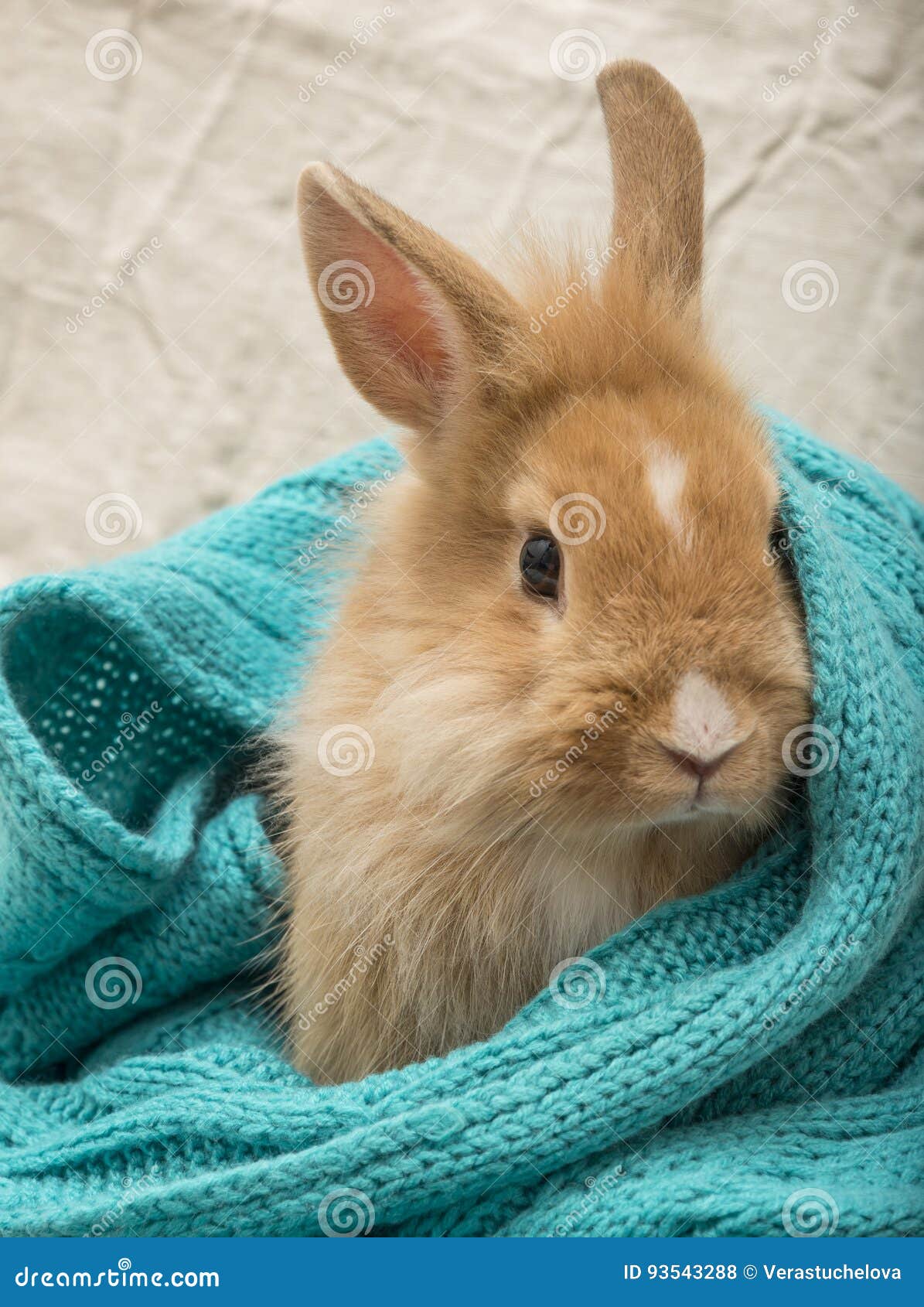 Pet rabbit stock photo. Image of hare, ears, easter, white 93543288