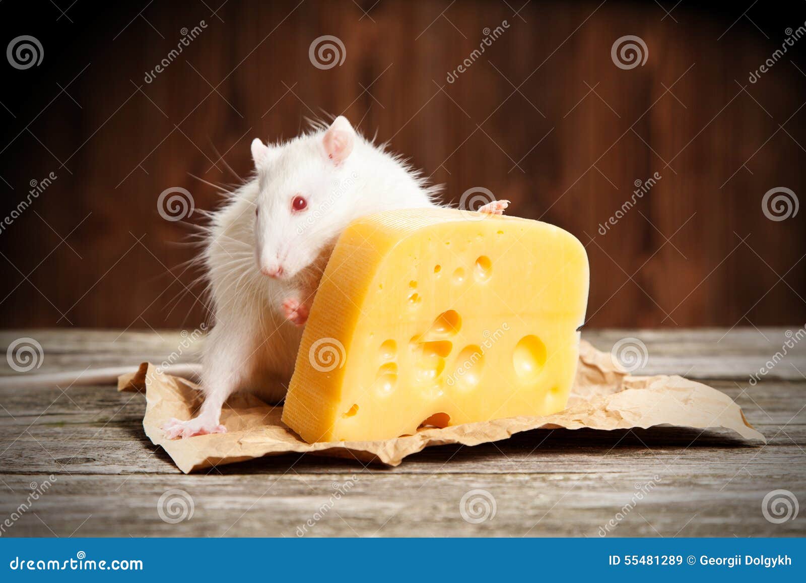 Pet Rat With A Large Piece Of Cheese Stock Image Image of love, pest