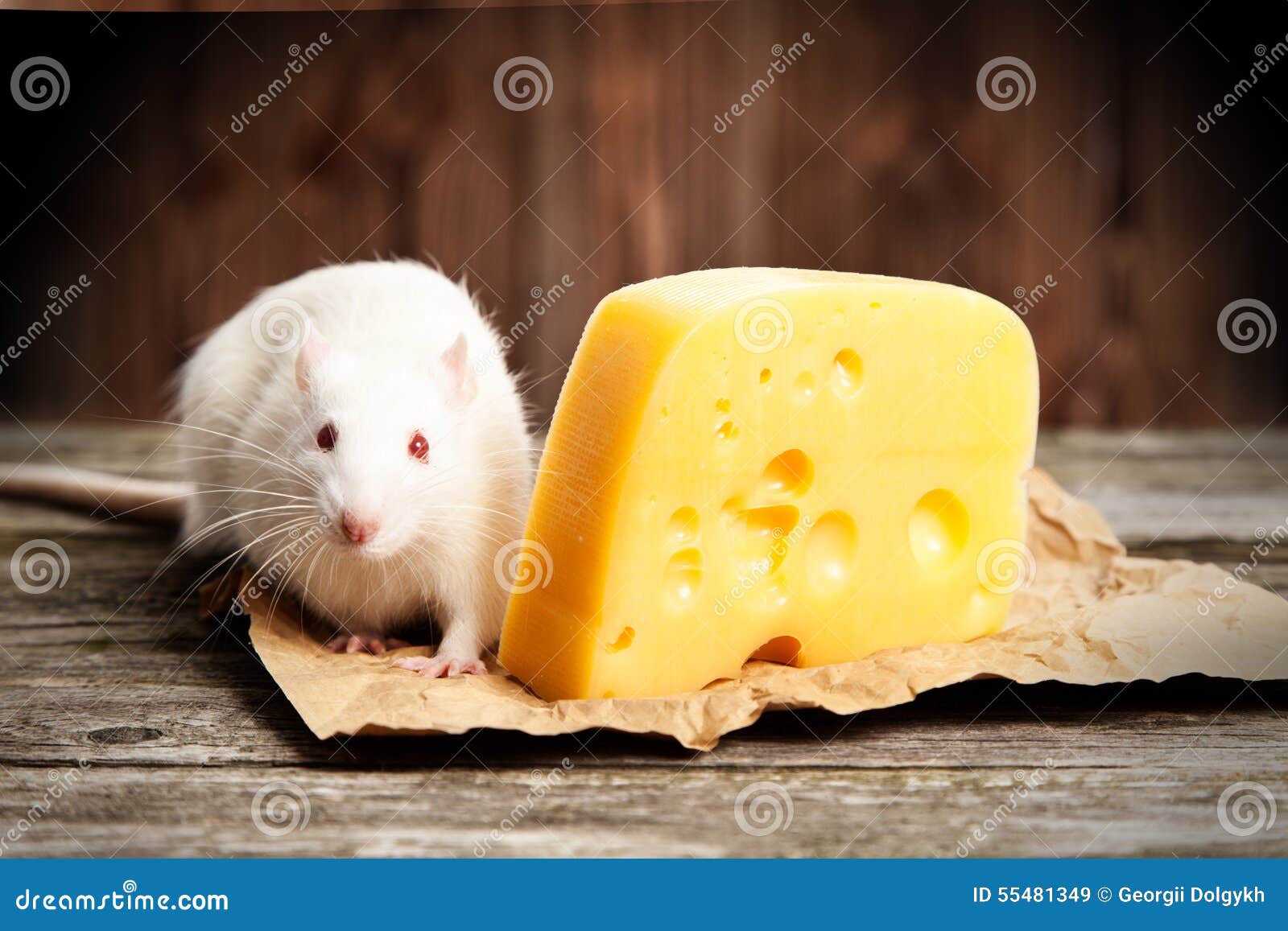 Pet Rat with a Large Piece of Cheese Stock Image Image of love, cute