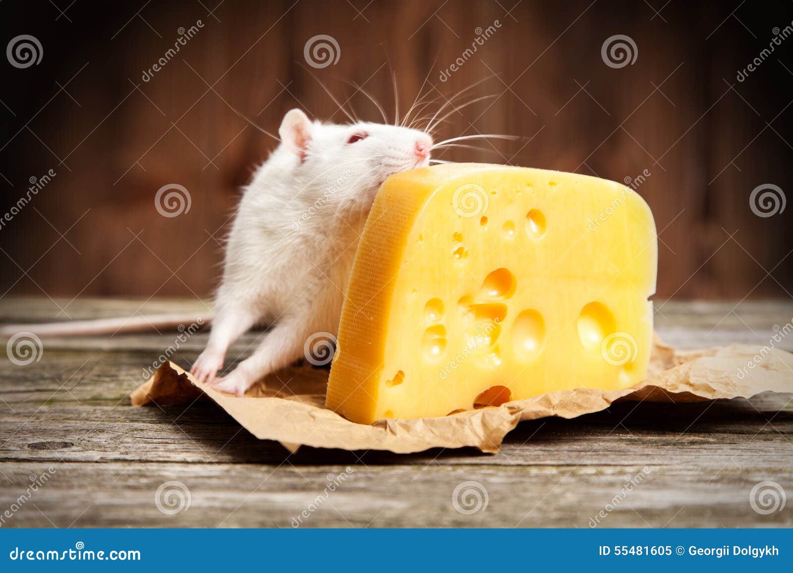 Pet Rat with a Large Piece of Cheese Stock Image Image of whiskers