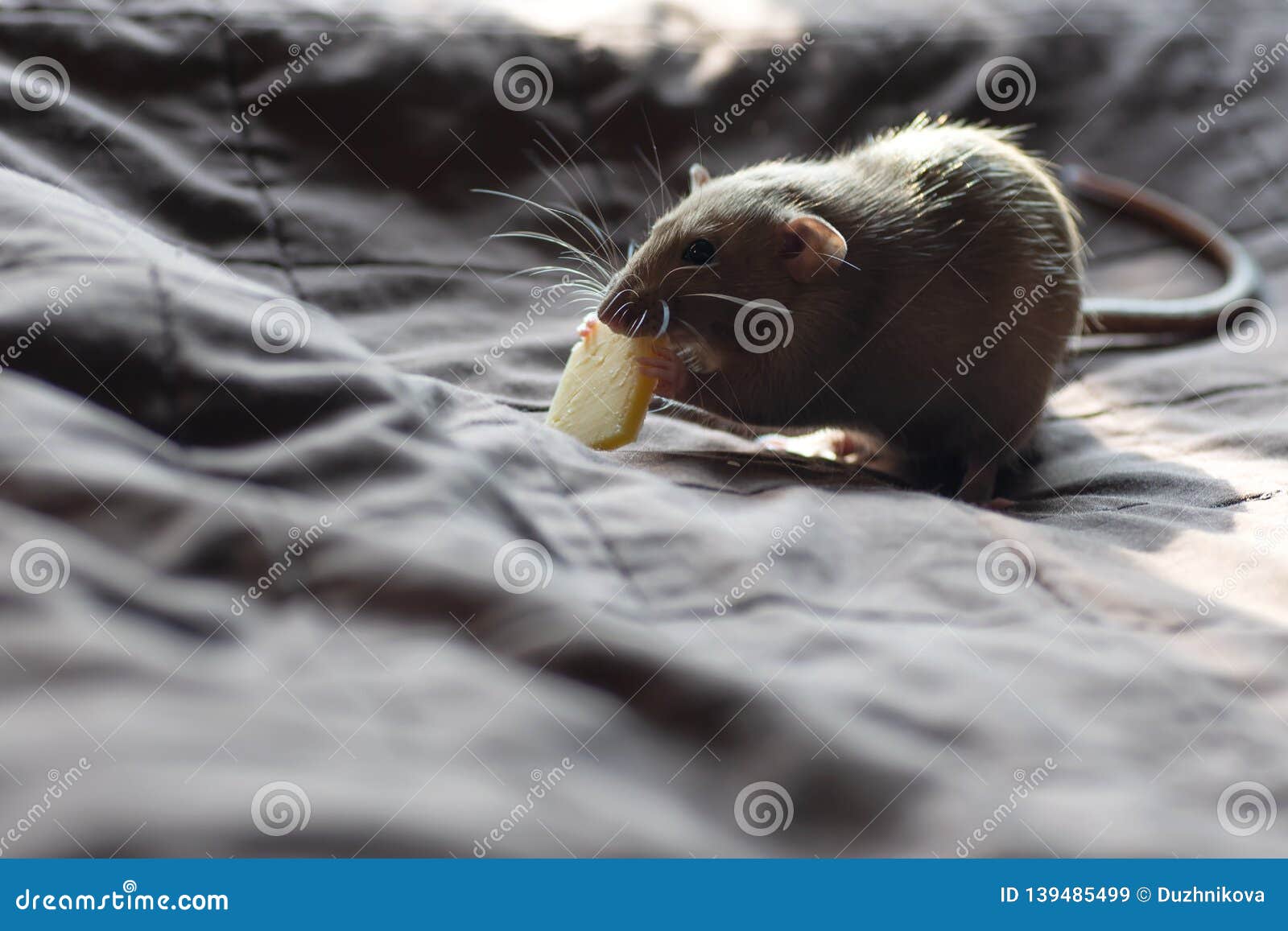 Pet Rat Playing and Eating Cheese on Blanket Stock Image Image of