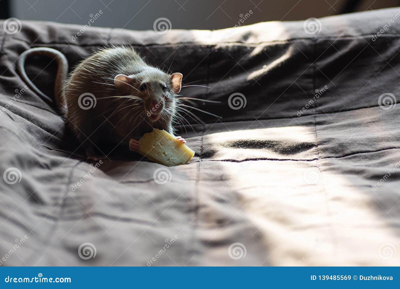 Pet Rat Playing and Eating Cheese on Blanket Stock Image Image of