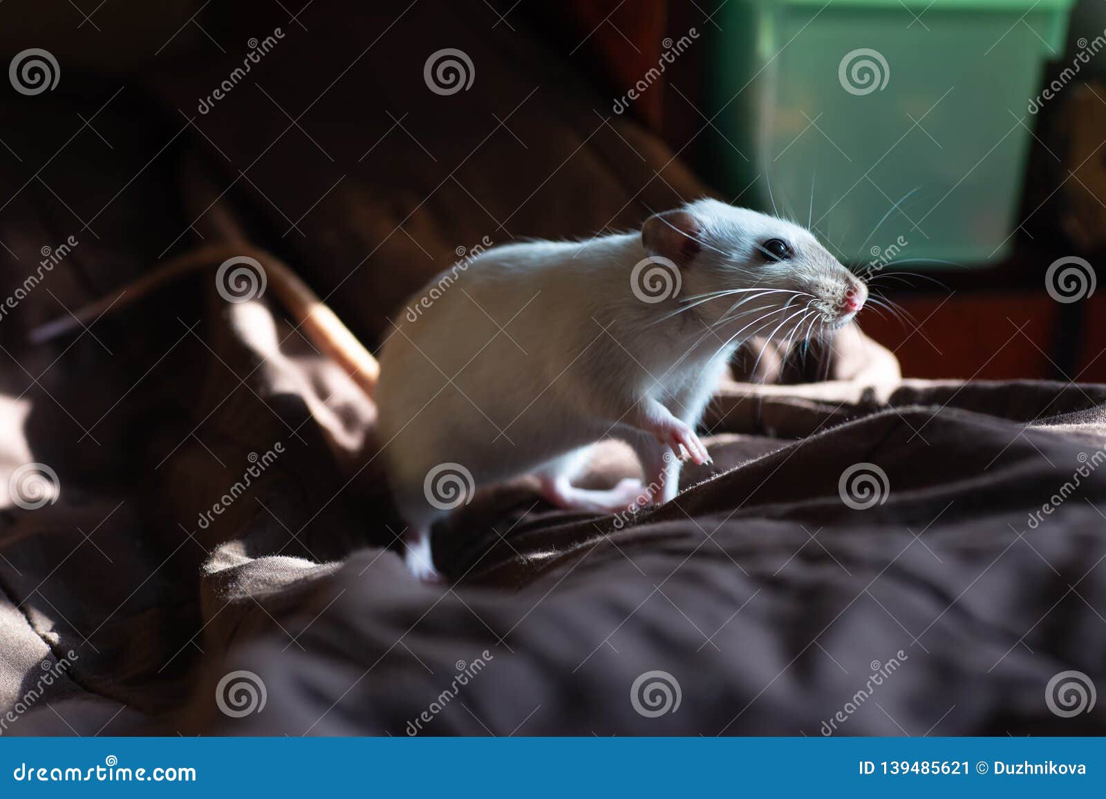 Pet Rat Playing and Eating Cheese on Blanket Stock Image Image of