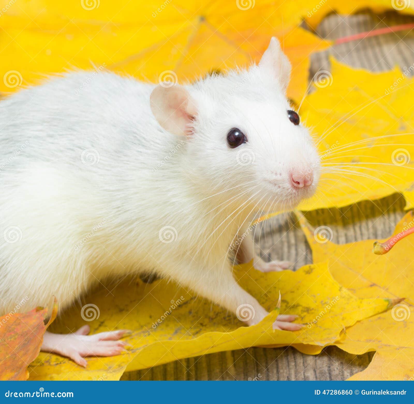 Pet Rat Stock Photo Image 47286860