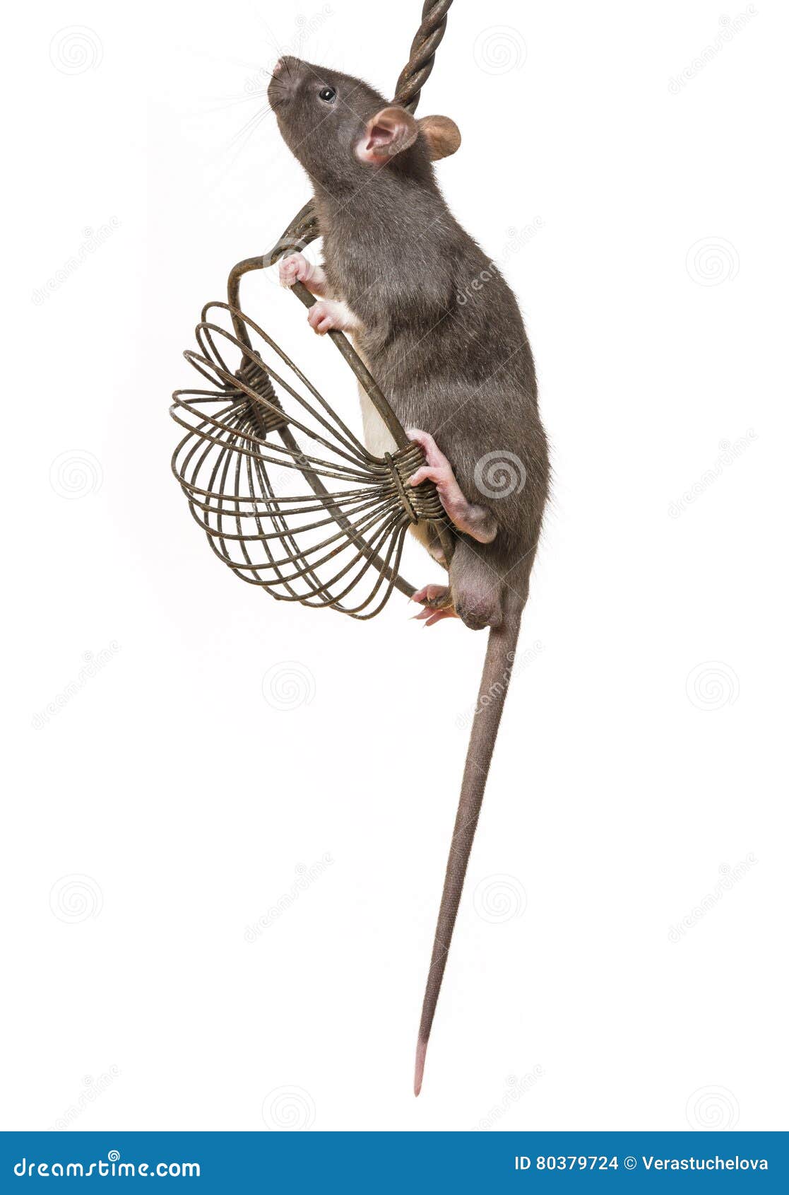 Pet rat stock photo. Image of norvegicus, back, little 80379724