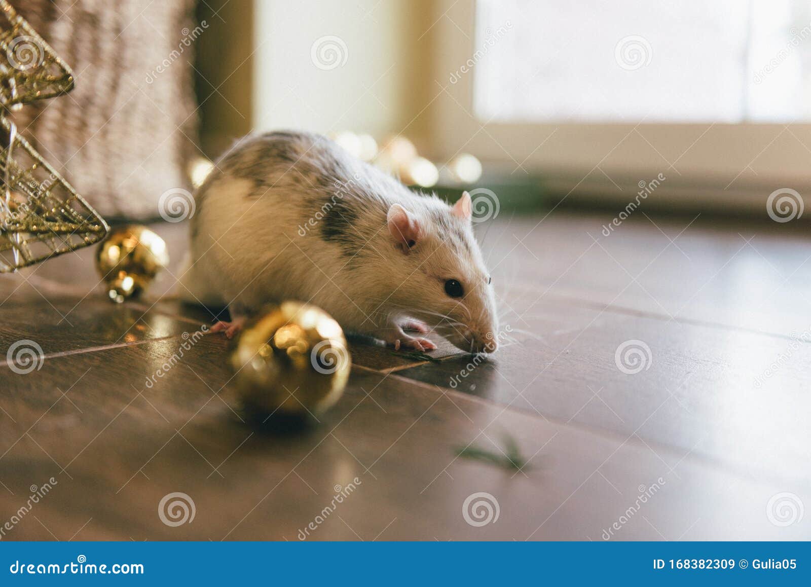 A Pet. a Rat Who Lives at Home. Mice at Home Stock Image Image of