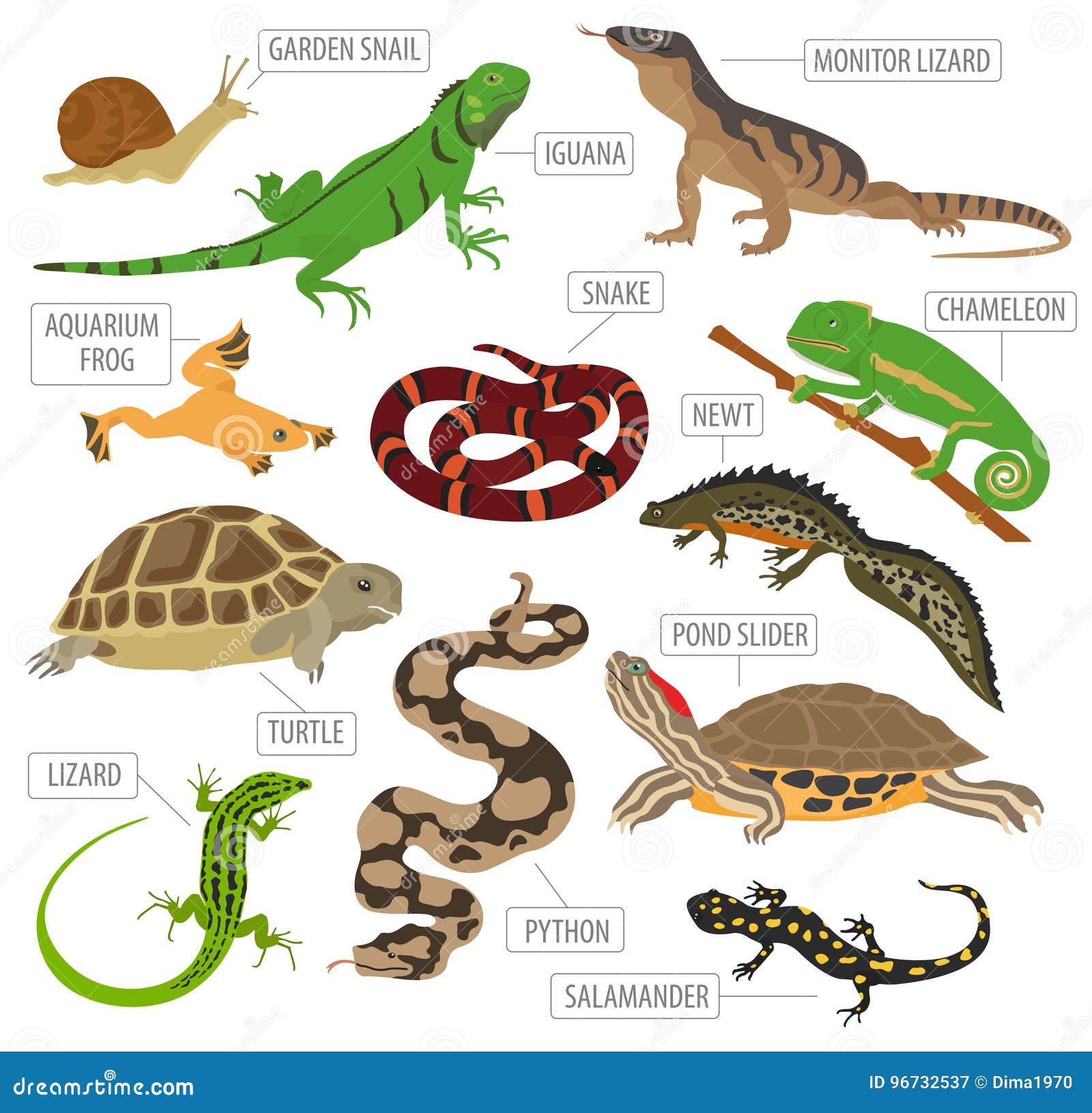 Pet Reptiles and Amphibians Icon Set Flat Style on Whit Stock Vector -  Illustration of amphibian, iguana: 96732537
