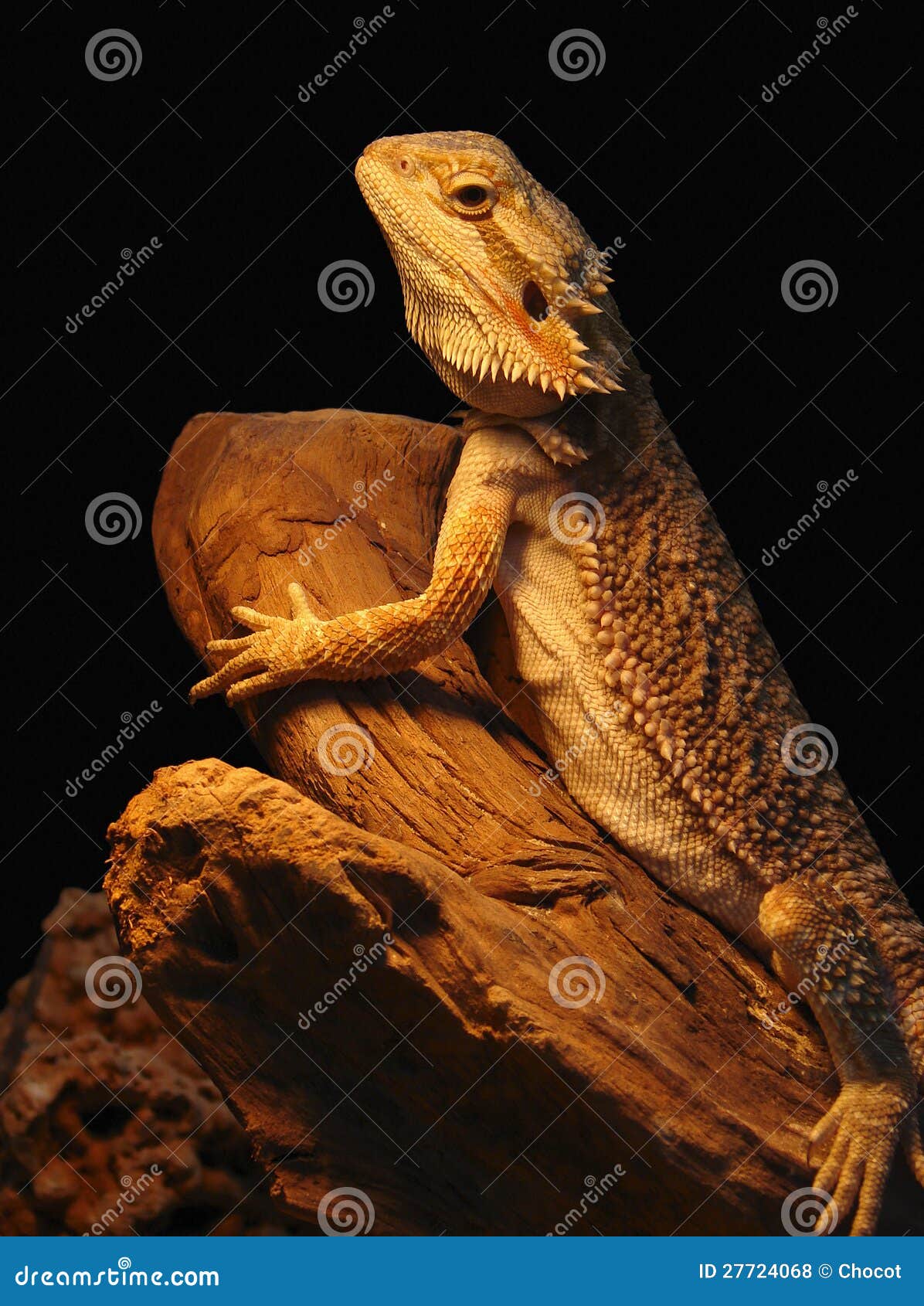 Pet shop lizard stock photo. Image of reptile, skin, coldblooded 27724068