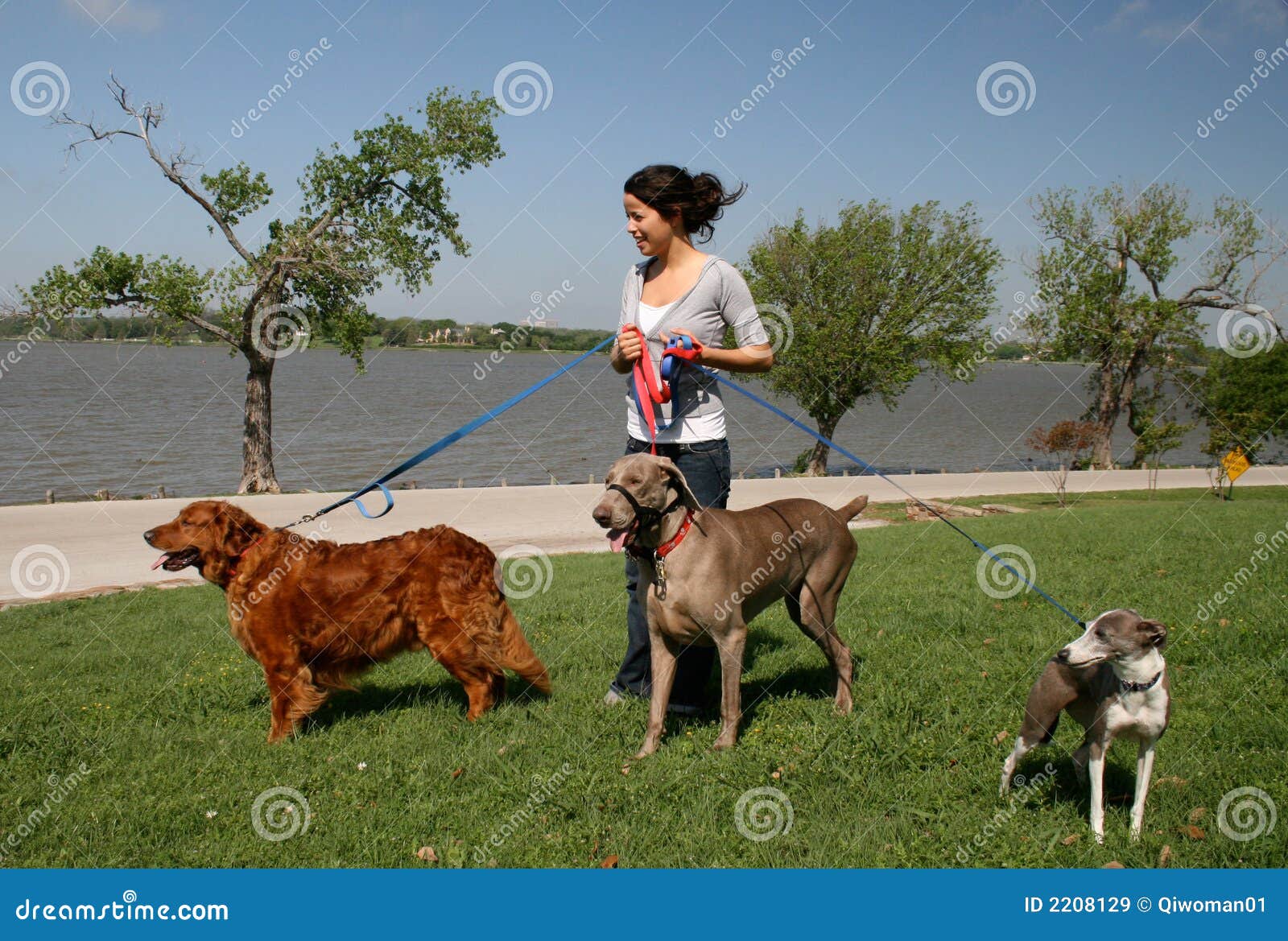 working as a dog walker