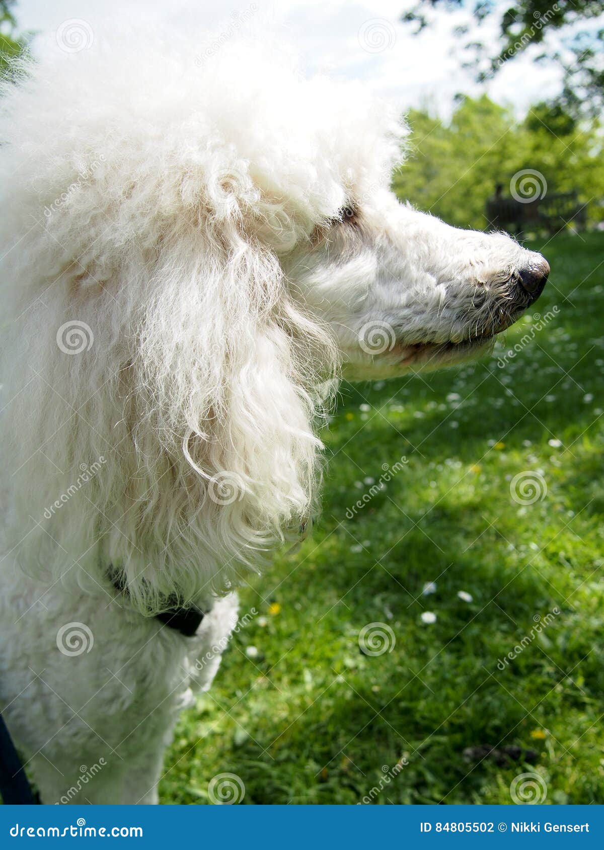 Pet Standard Poodle on Walk at Park Stock Photo Image of mouth