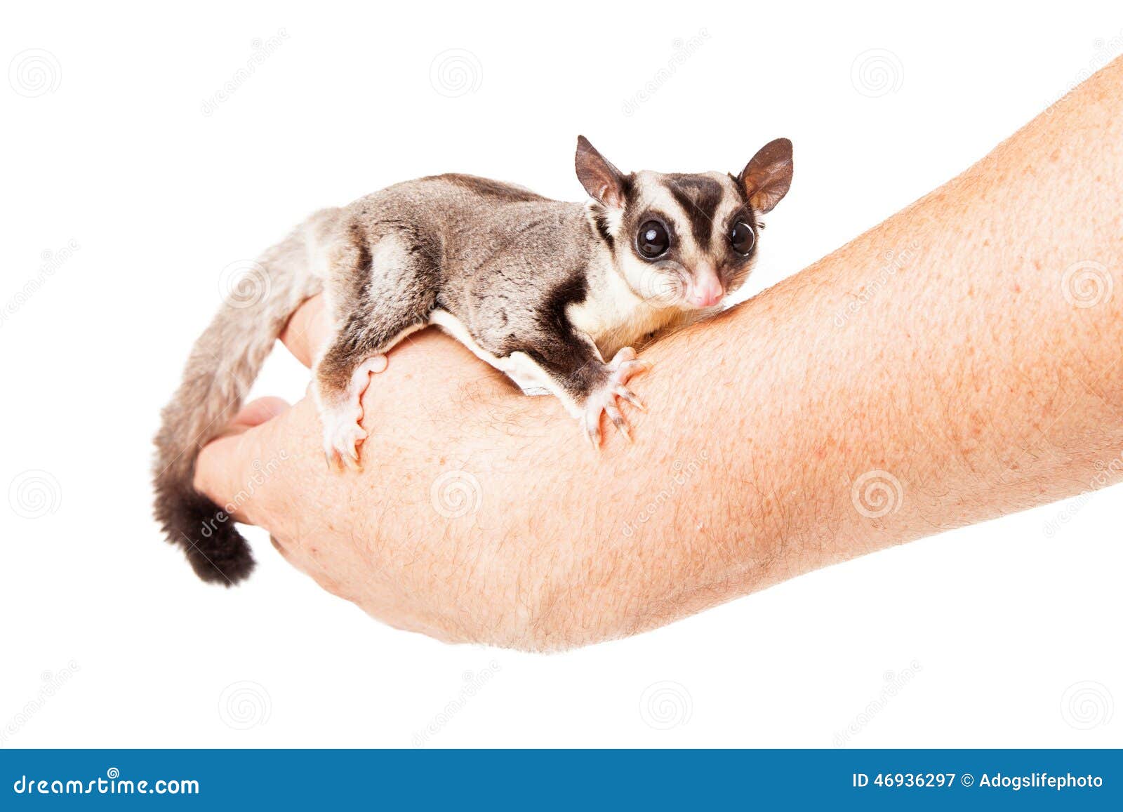 Pet Sugar Glider in Hand stock image. Image of high, cutout 46936297